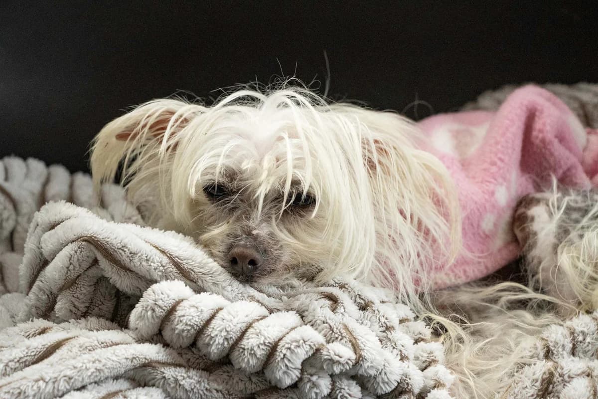Cisca, blanc female senior Chinese Crested for adoption at Les Petits Vieux ASBL, Chièvres