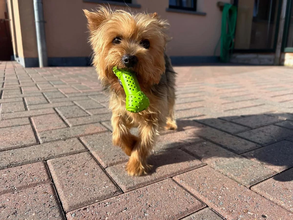 Dexter, noir et feu male Yorkshire Terrier for adoption at Les Petits Vieux ASBL, Chièvres