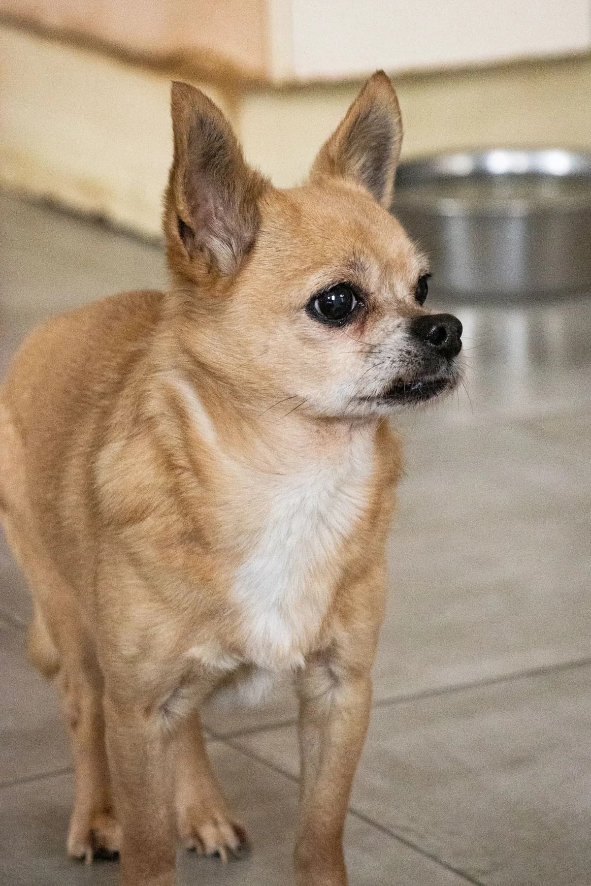 Dior, beige male senior Chihuahua for adoption at Les Petits Vieux ASBL, Chièvres