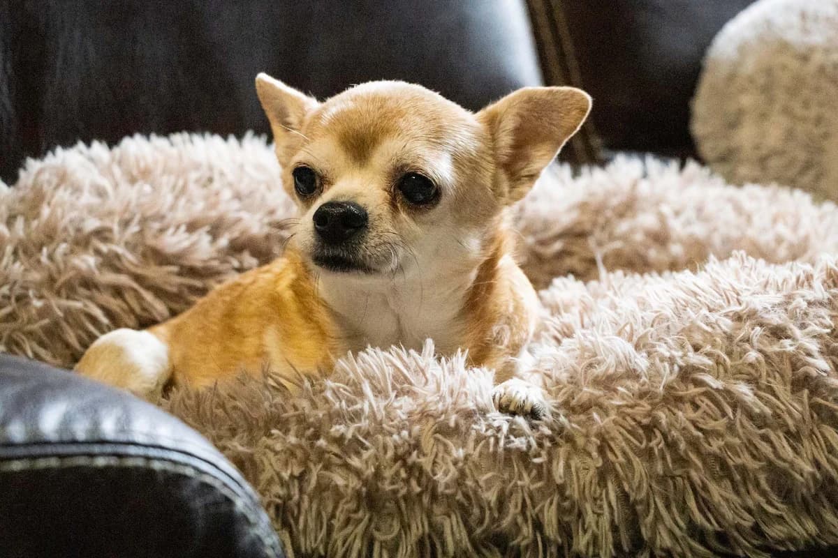 Diva, roux beige female senior Chihuahua for adoption at Les Petits Vieux ASBL, Chièvres