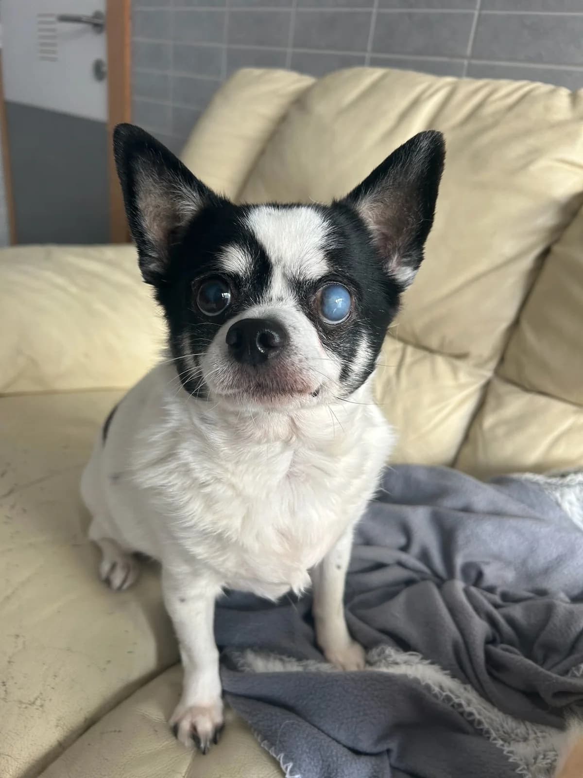 Domi, noir et blanc male senior Chihuahua for adoption at Les Petits Vieux ASBL, Chièvres