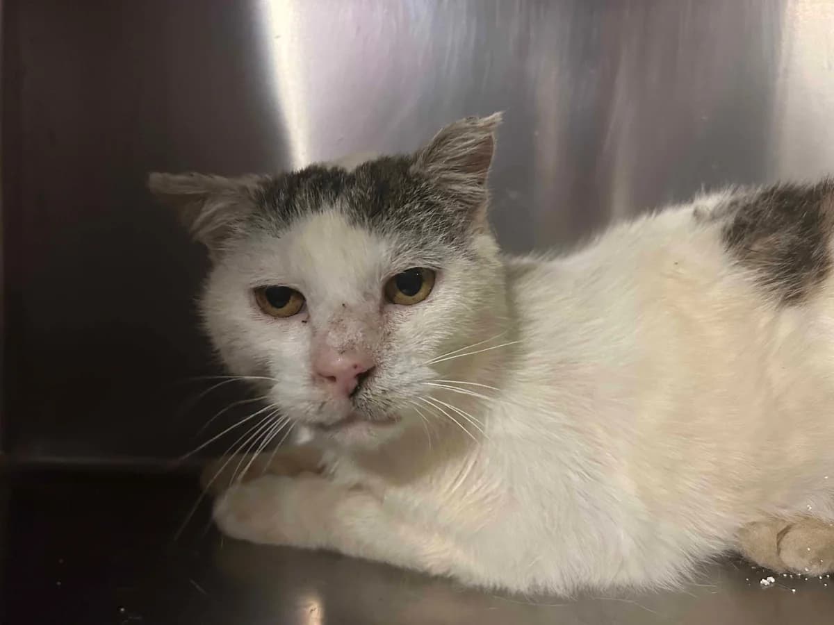 Doudou, blanc et tigré gris male European Shorthair for adoption at Les Petits Vieux ASBL, Chièvres