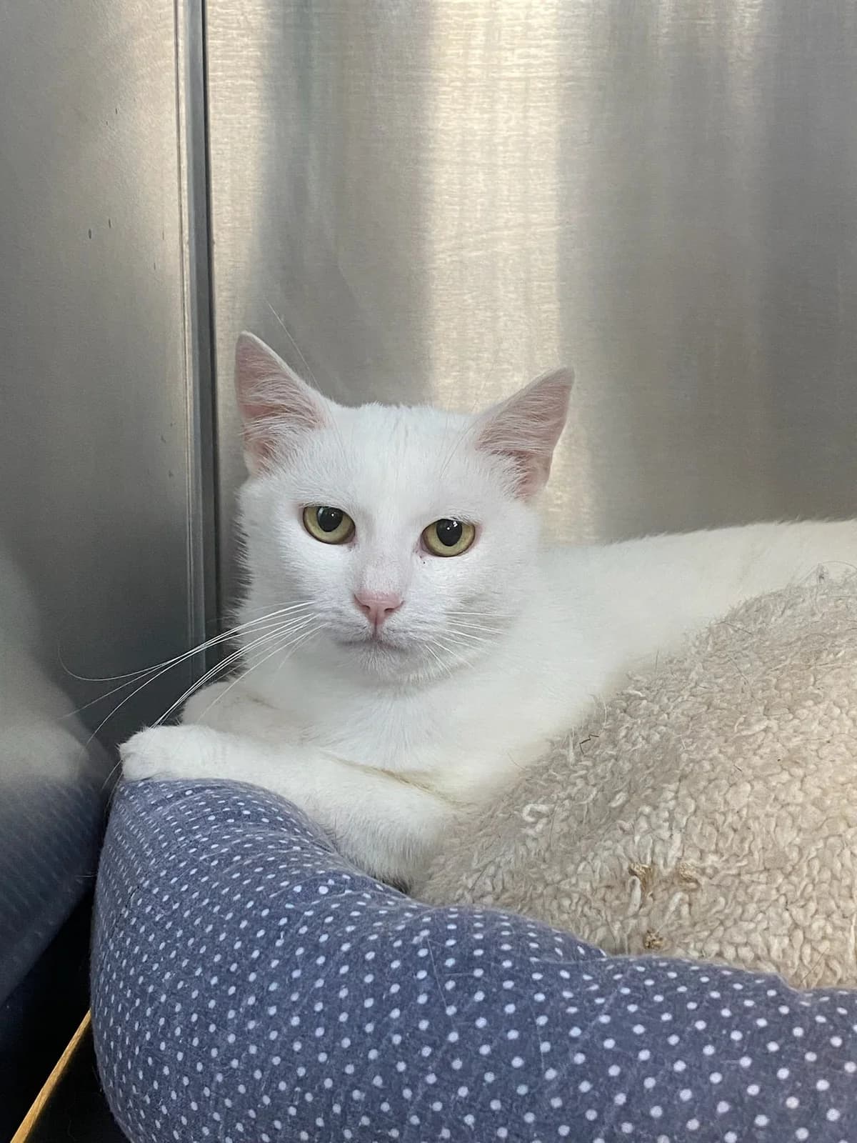 Doudouce, blanc female 4yo European Shorthair for adoption at Les Petits Vieux ASBL, Chièvres