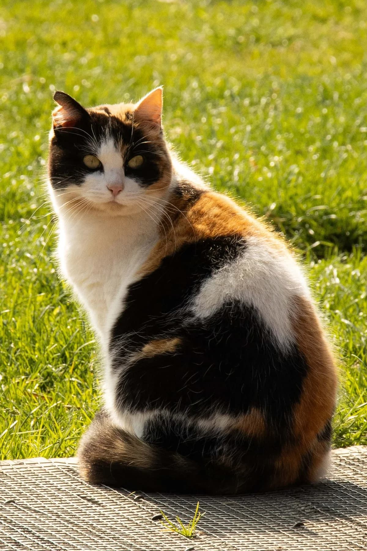 Duchesse, tricolore female 4yo European Shorthair for adoption at Les Petits Vieux ASBL, Chièvres