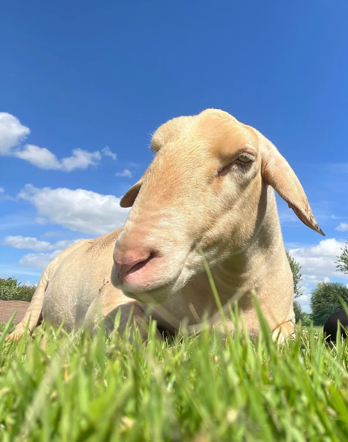 Eliott, blanc male mixed breed for adoption at Les Petits Vieux ASBL