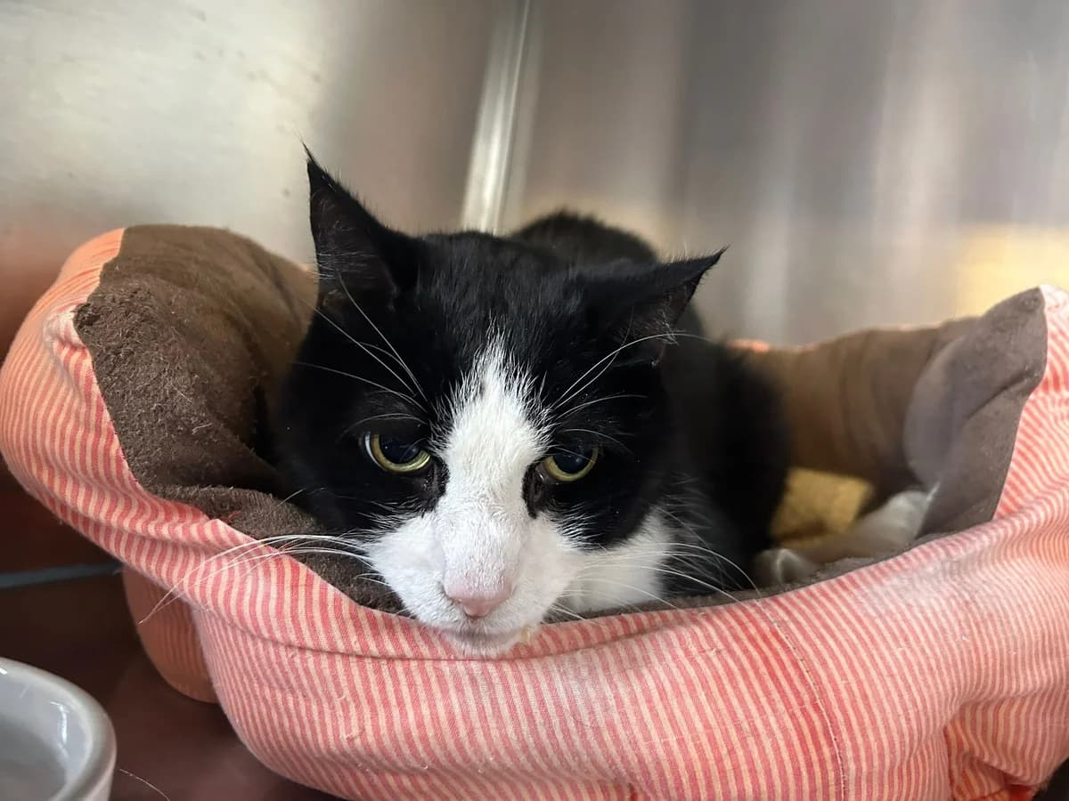 Elvis, noir et blanc male European Shorthair for adoption at Les Petits Vieux ASBL, Chièvres