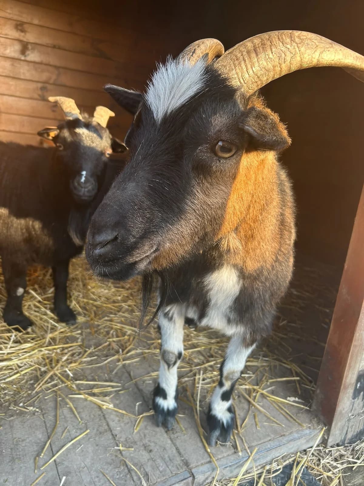 Eros, brun et blanc male mixed breed for adoption at Les Petits Vieux ASBL, Chièvres