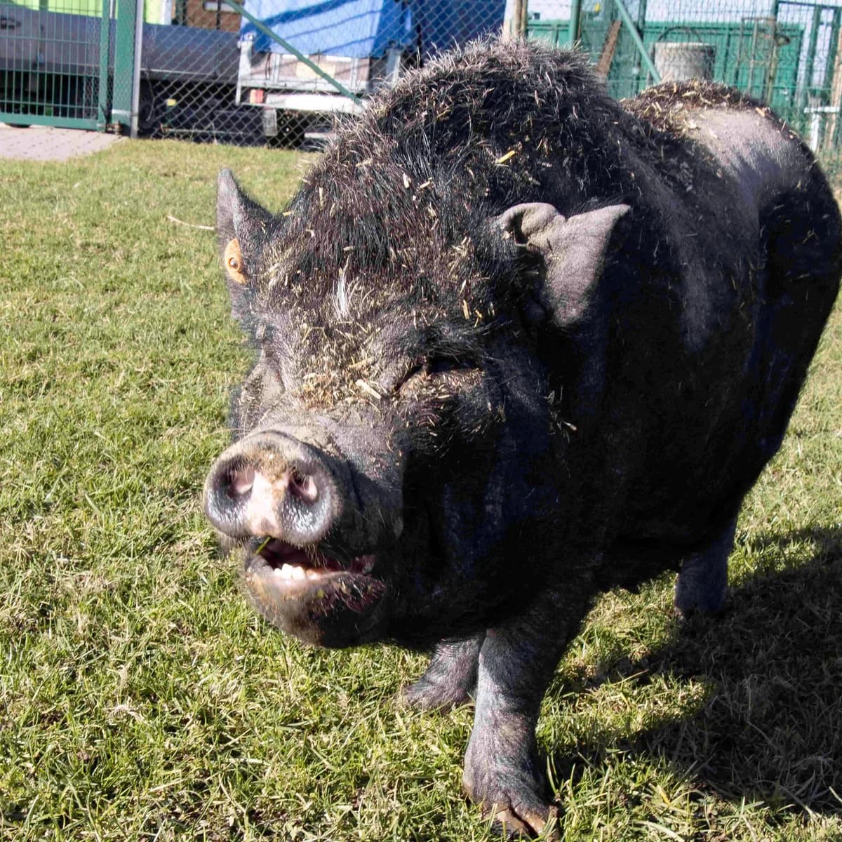 Fidji, noir female senior mixed breed for adoption at Les Petits Vieux ASBL, Chièvres