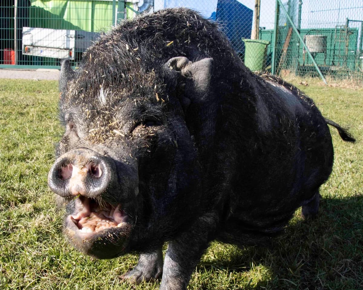 Fidji, noir female mixed breed for adoption at Les Petits Vieux ASBL — photo 2 of 5