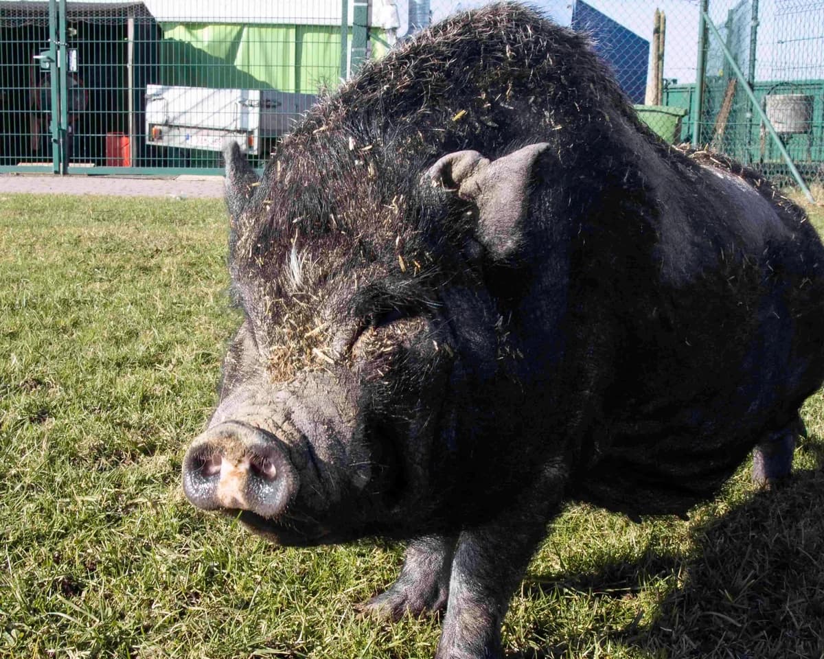 Fidji, noir female mixed breed for adoption at Les Petits Vieux ASBL — photo 3 of 5