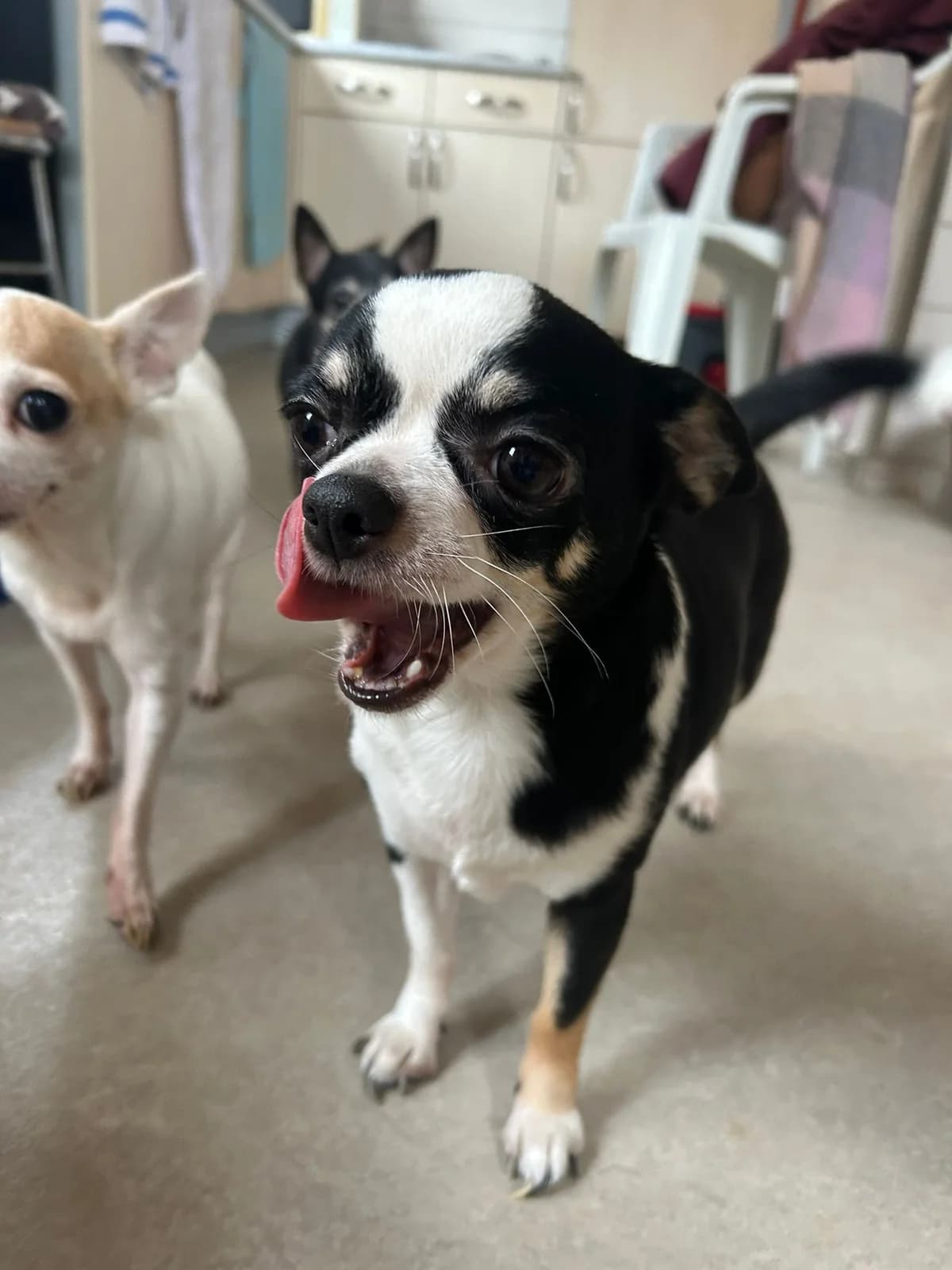 Fleur, noir et blanc female Chihuahua for adoption at Les Petits Vieux ASBL, Chièvres