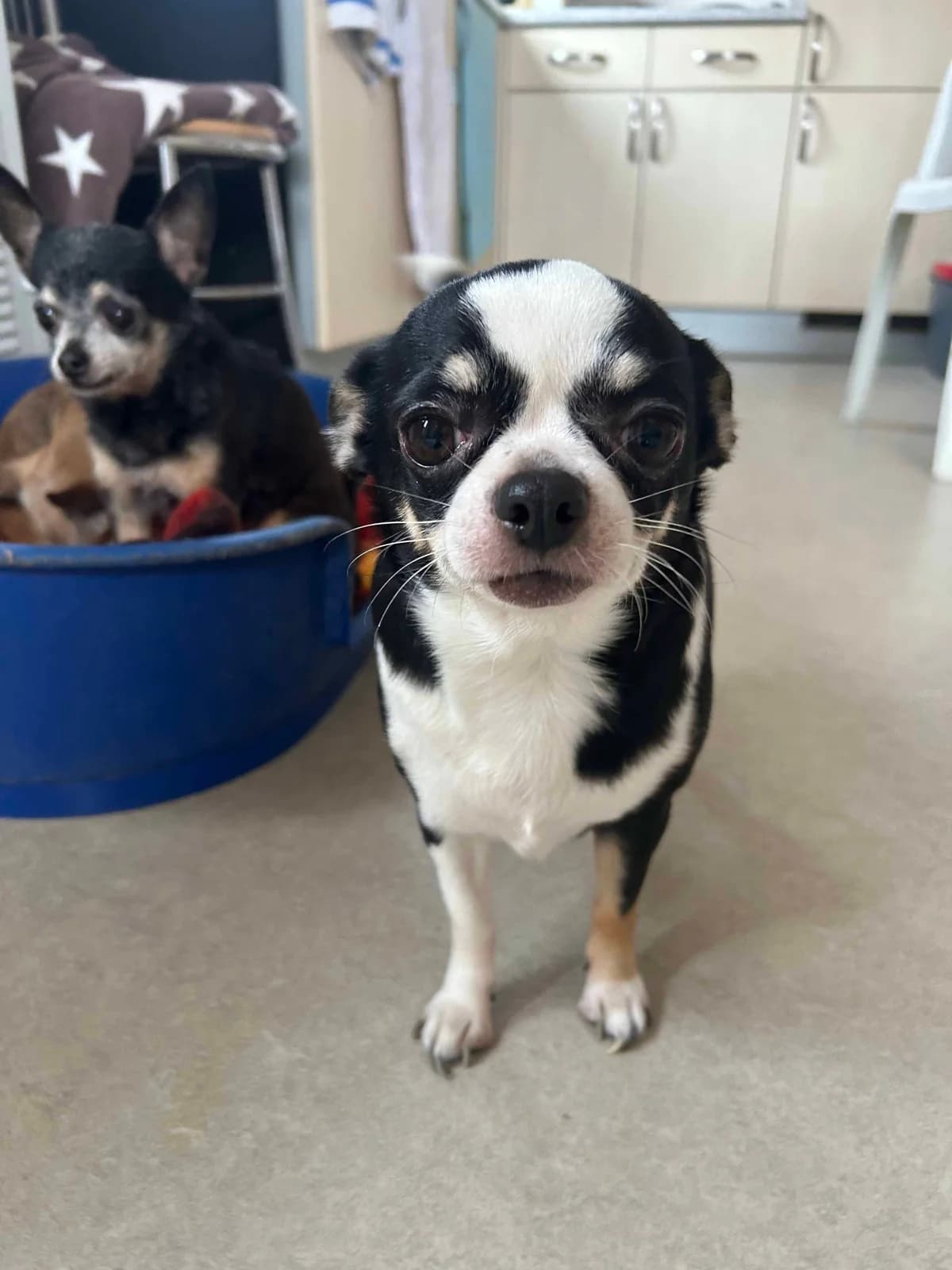 Fleur, noir et blanc female Chihuahua for adoption at Les Petits Vieux ASBL, Chièvres — photo 2 of 6
