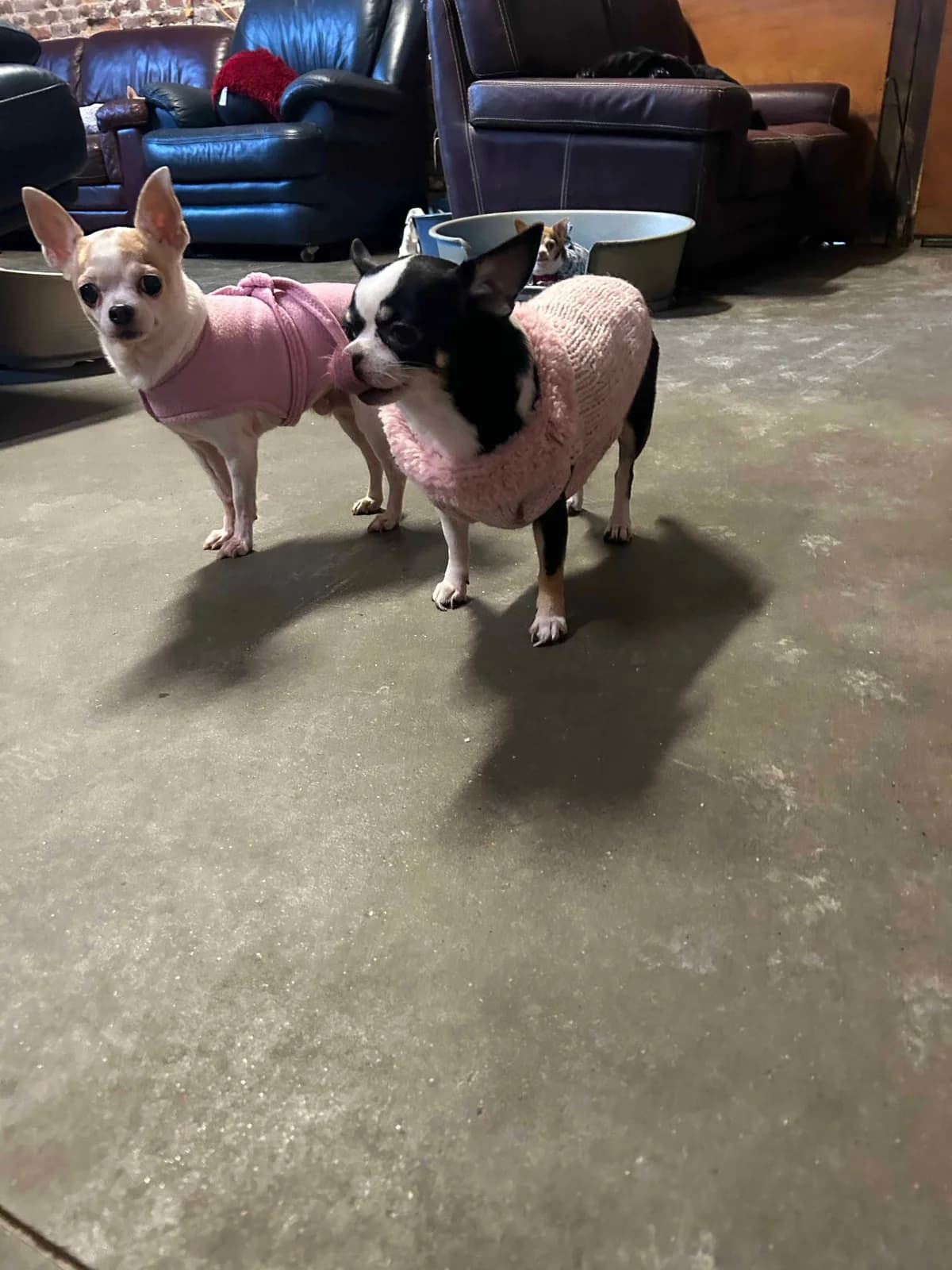 Fleur, noir et blanc female Chihuahua for adoption at Les Petits Vieux ASBL, Chièvres — photo 3 of 6