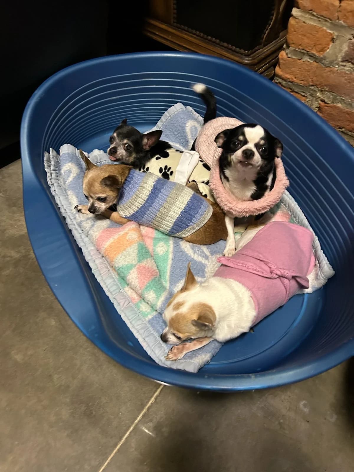 Fleur, noir et blanc female Chihuahua for adoption at Les Petits Vieux ASBL, Chièvres — photo 4 of 6