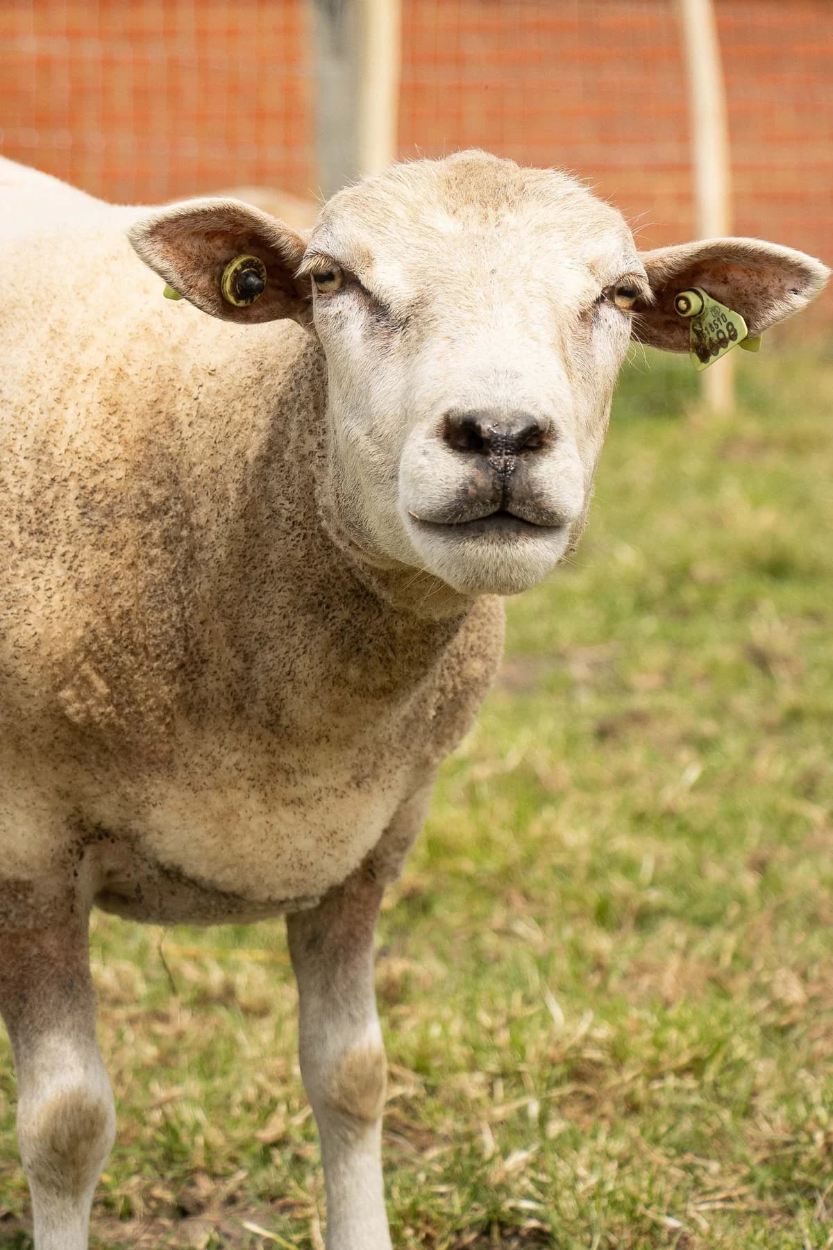 Fox, blanc male mixed breed for adoption at Les Petits Vieux ASBL