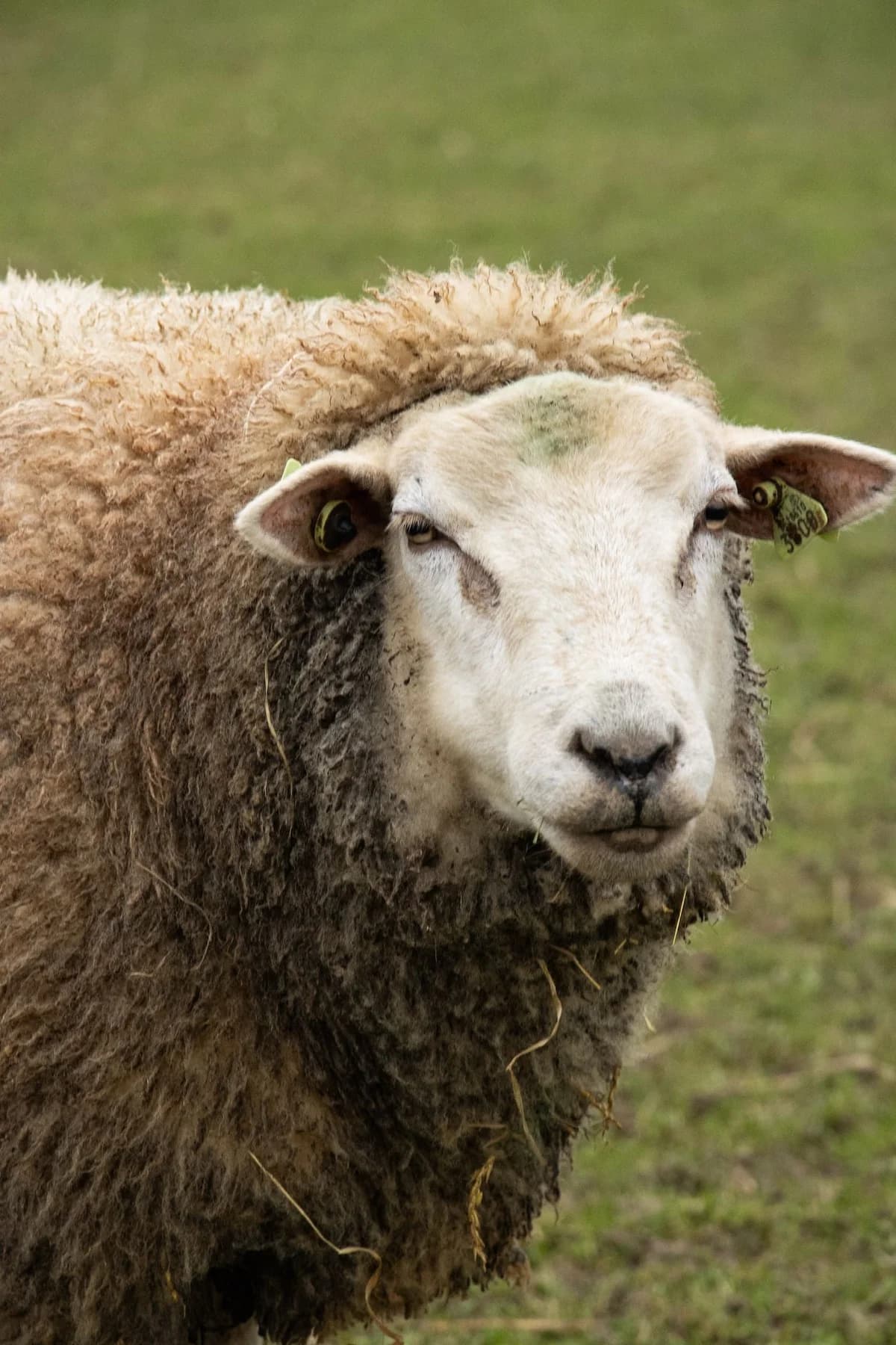 Fox, blanc male mixed breed for adoption at Les Petits Vieux ASBL — photo 2 of 5