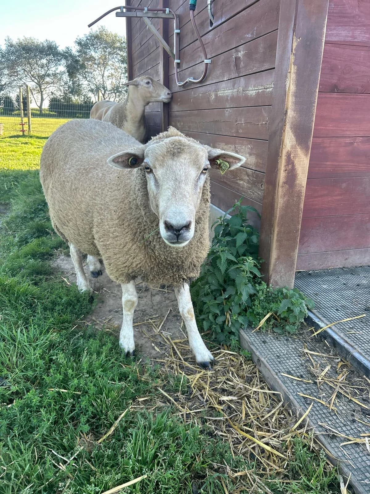 Fox, blanc male mixed breed for adoption at Les Petits Vieux ASBL — photo 3 of 5