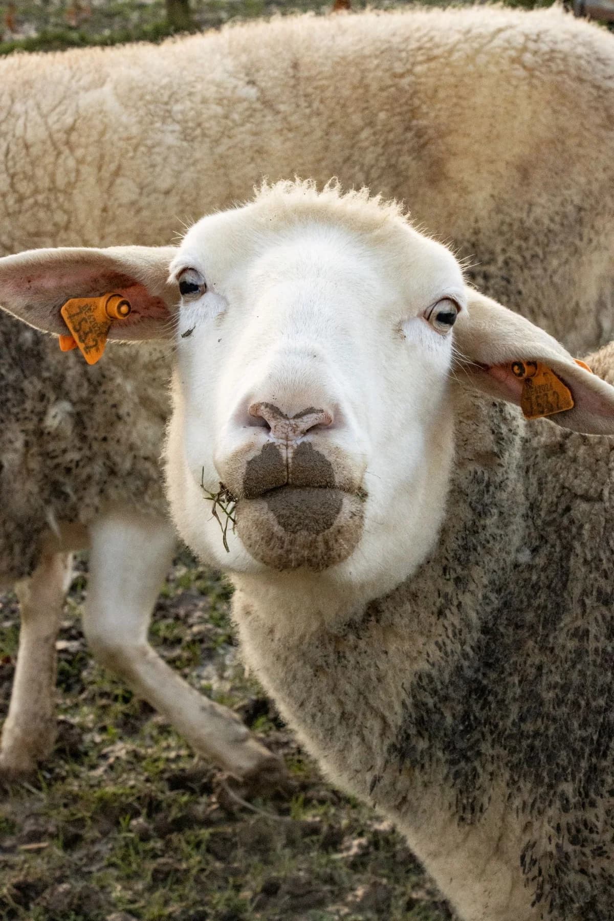 Foxtrot, blanc female mixed breed for adoption at Les Petits Vieux ASBL