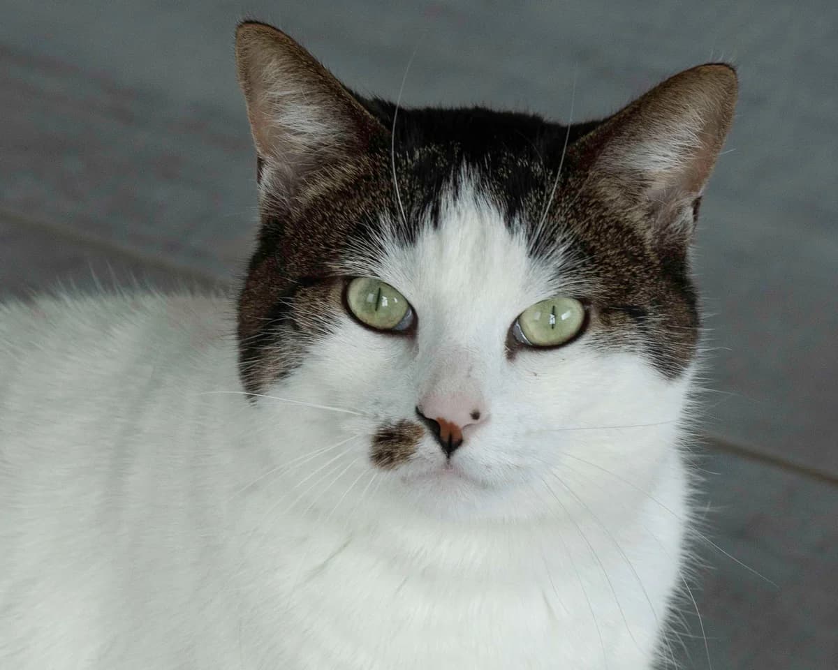 Gamin, blanc et tigré male European Shorthair for adoption at Les Petits Vieux ASBL, Chièvres