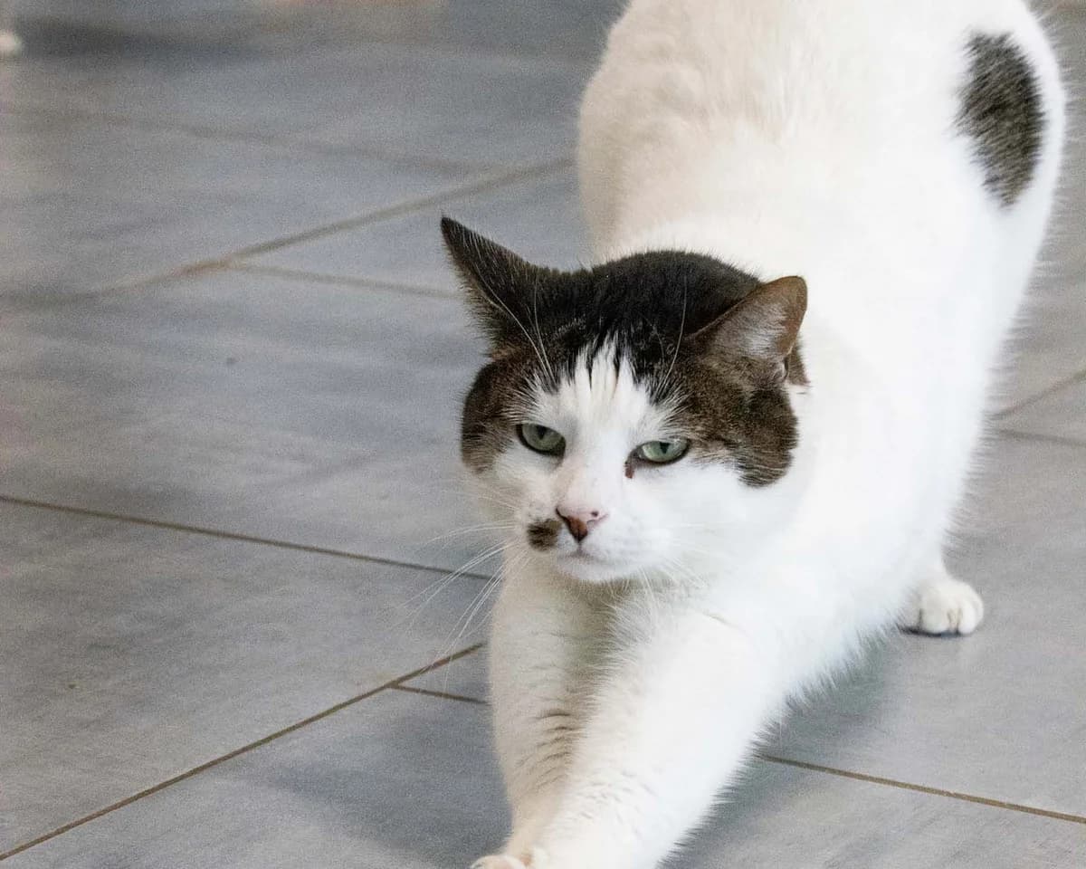 Gamin, blanc et tigré male European Shorthair for adoption at Les Petits Vieux ASBL, Chièvres — photo 2 of 7