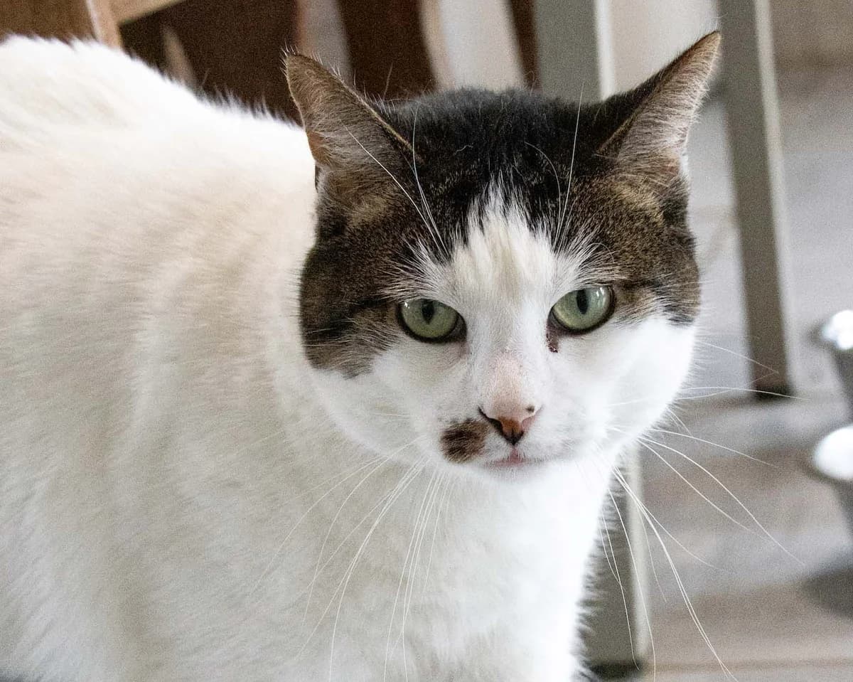 Gamin, blanc et tigré male European Shorthair for adoption at Les Petits Vieux ASBL, Chièvres — photo 3 of 7