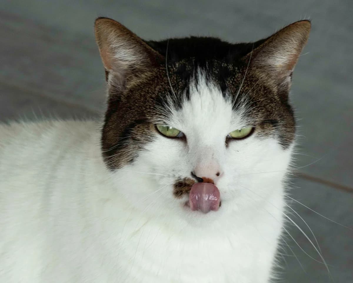 Gamin, blanc et tigré male European Shorthair for adoption at Les Petits Vieux ASBL, Chièvres — photo 4 of 7