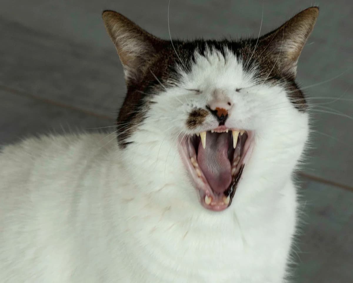 Gamin, blanc et tigré male European Shorthair for adoption at Les Petits Vieux ASBL, Chièvres — photo 5 of 7