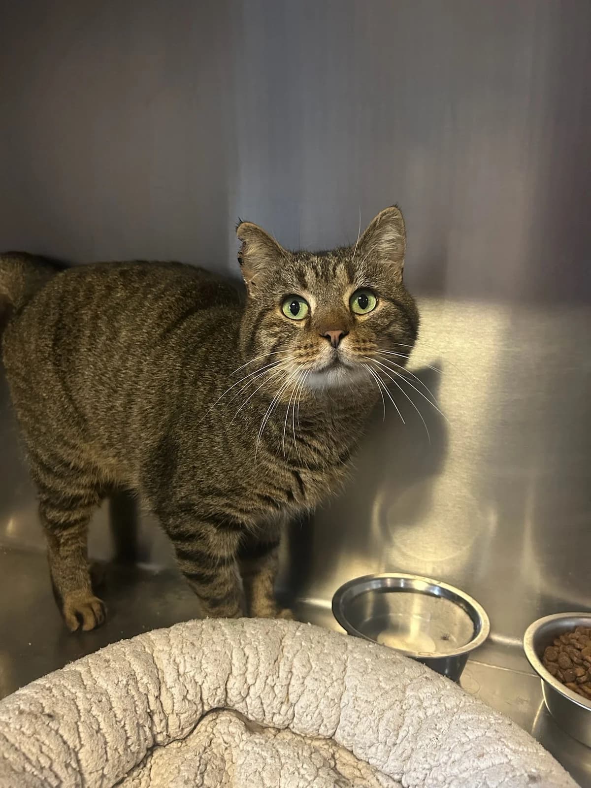 Garçon, tigré gris male European Shorthair for adoption at Les Petits Vieux ASBL, Chièvres