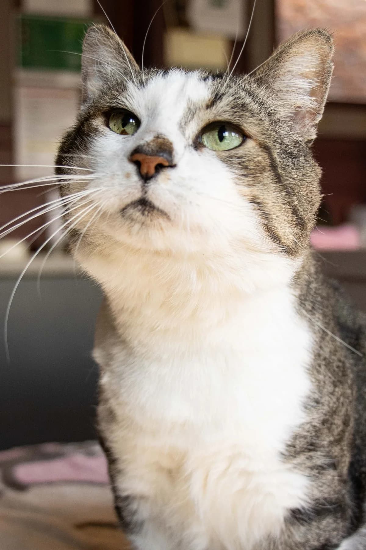 Gary, Tigré gris et blanc male European Shorthair for adoption at Les Petits Vieux ASBL, Chièvres