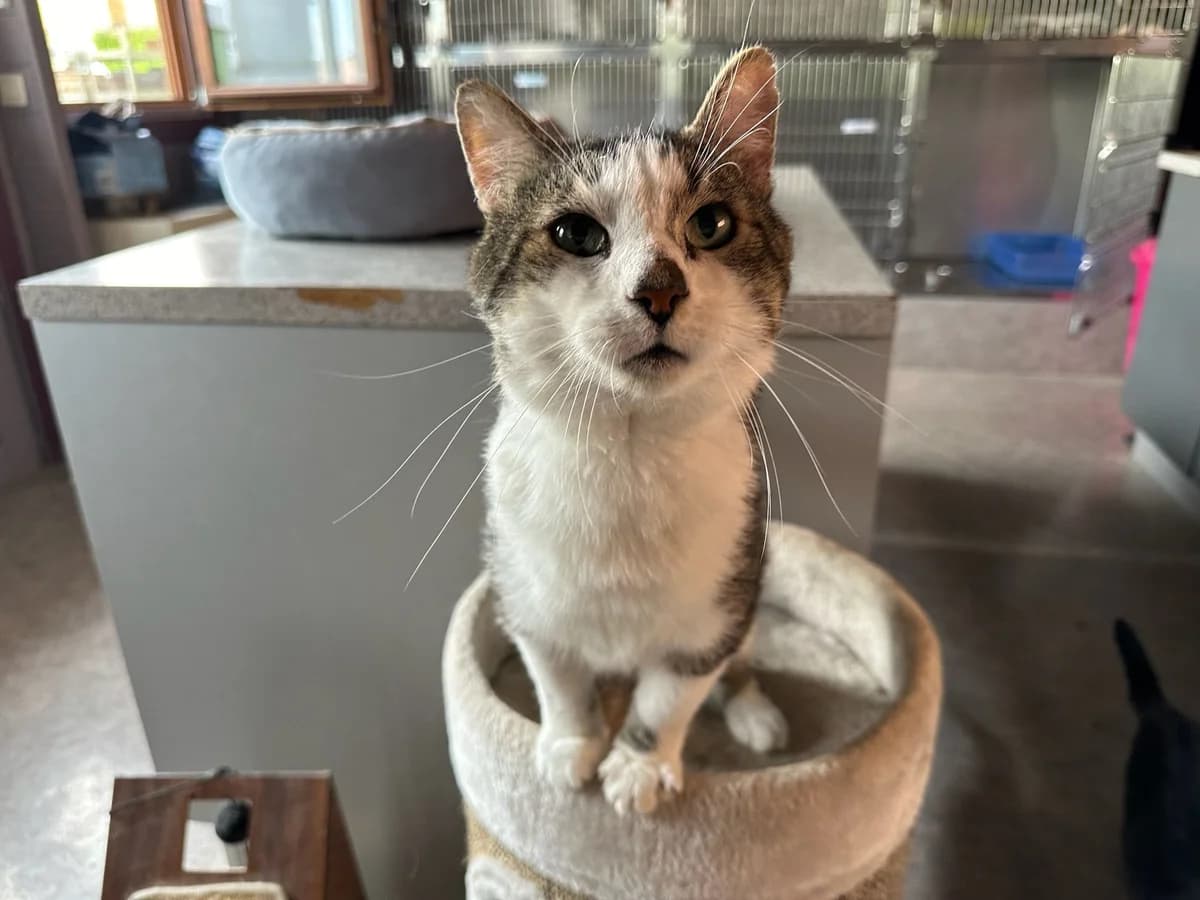 Gary, Tigré gris et blanc male European Shorthair for adoption at Les Petits Vieux ASBL, Chièvres — photo 2 of 6