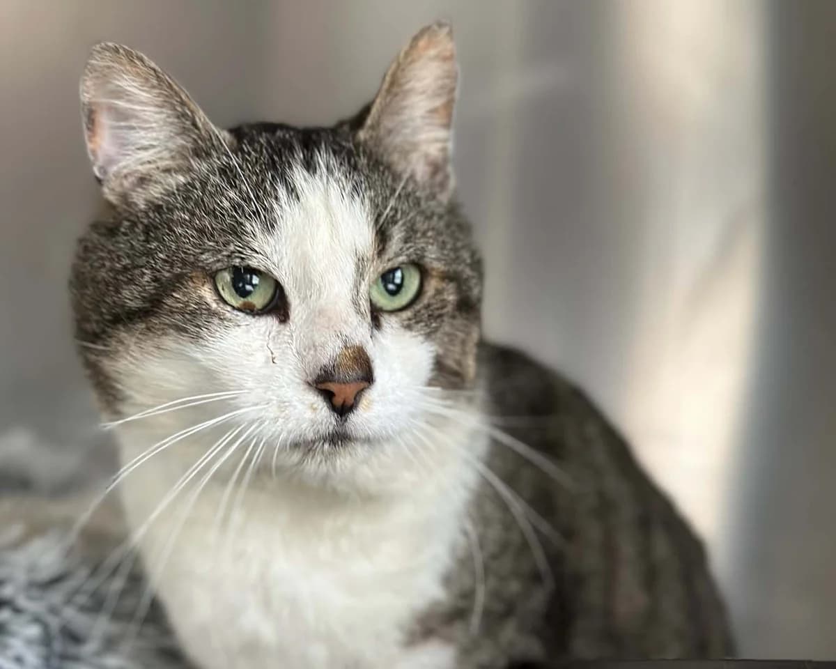 Gary, Tigré gris et blanc male European Shorthair for adoption at Les Petits Vieux ASBL, Chièvres — photo 3 of 6