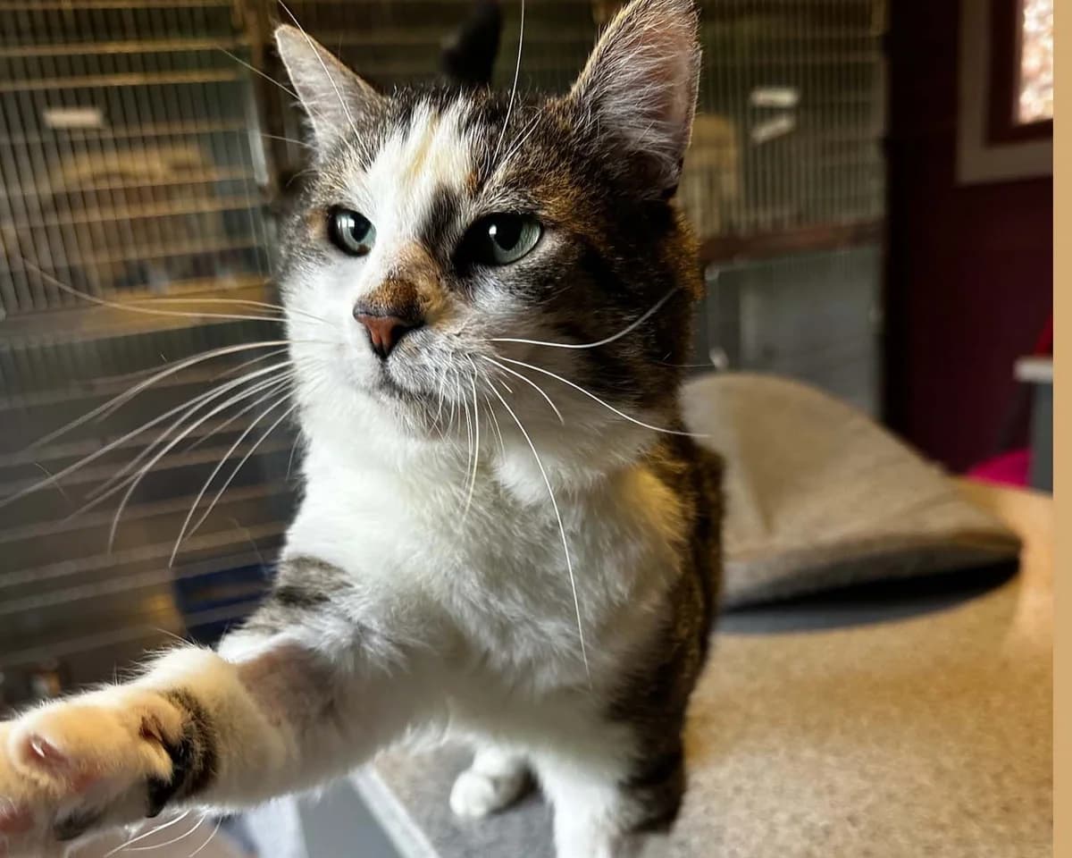 Gary, Tigré gris et blanc male European Shorthair for adoption at Les Petits Vieux ASBL, Chièvres — photo 4 of 6