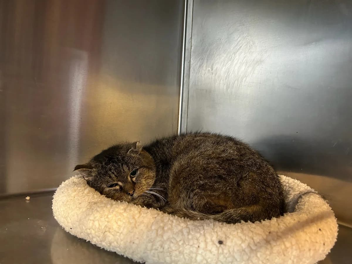 Gaspard, tigré gris brun male European Shorthair for adoption at Les Petits Vieux ASBL, Chièvres