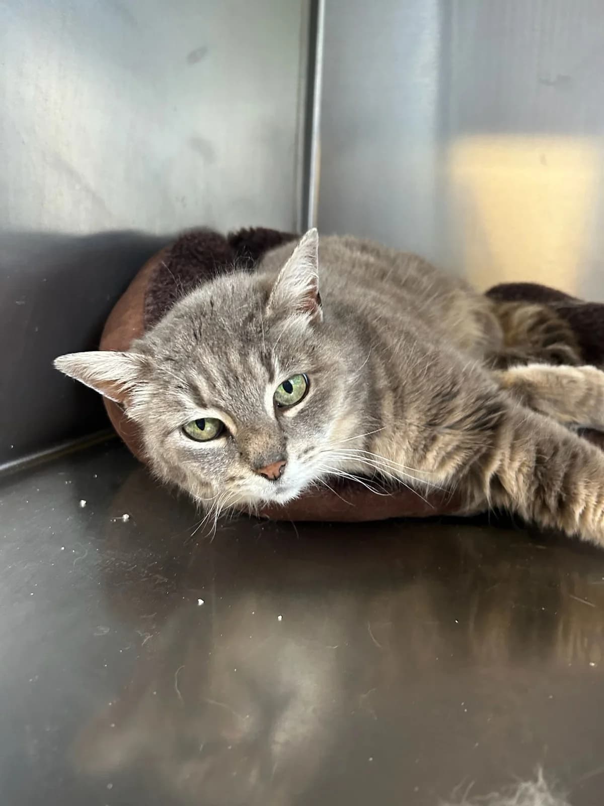 Hola, gris tigré female European Shorthair for adoption at Les Petits Vieux ASBL, Chièvres