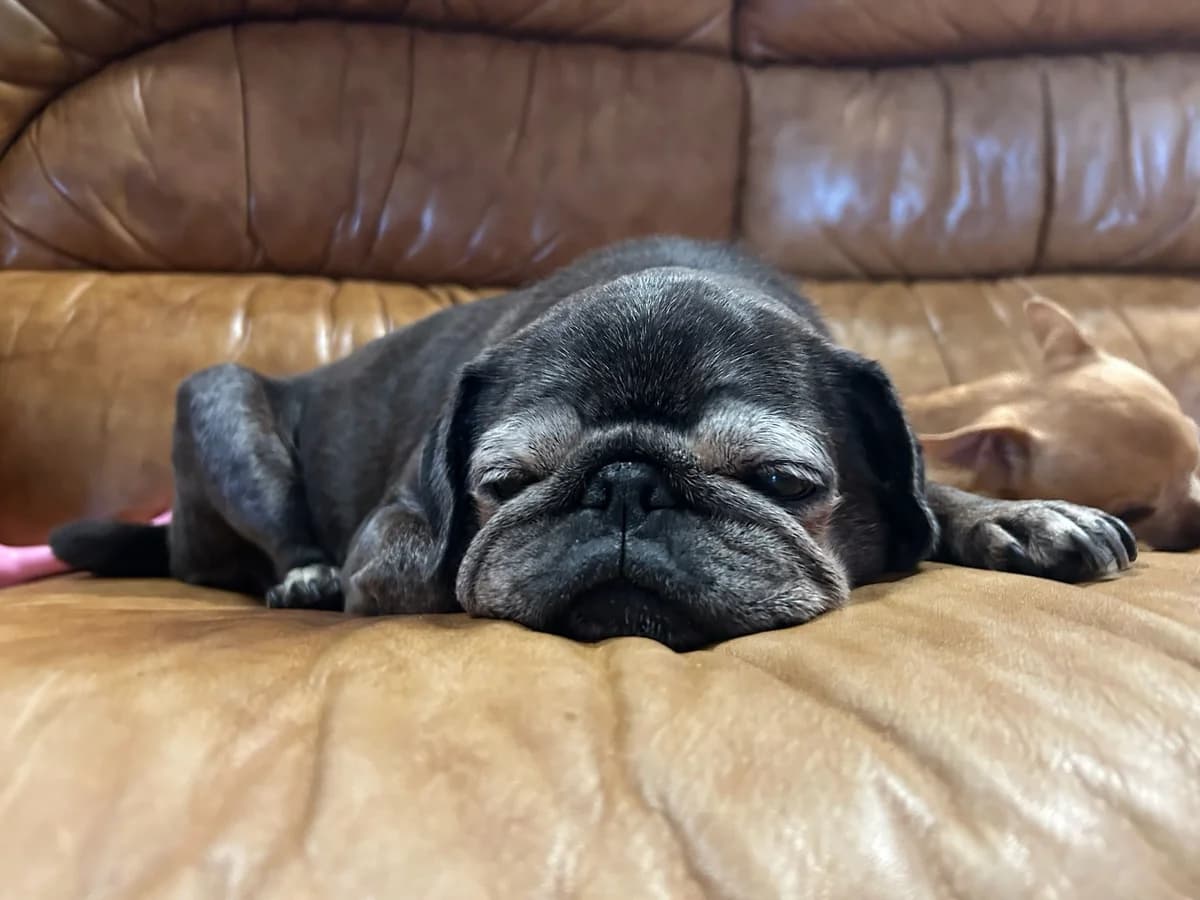 Hope, noir female senior Pug for adoption at Les Petits Vieux ASBL, Chièvres
