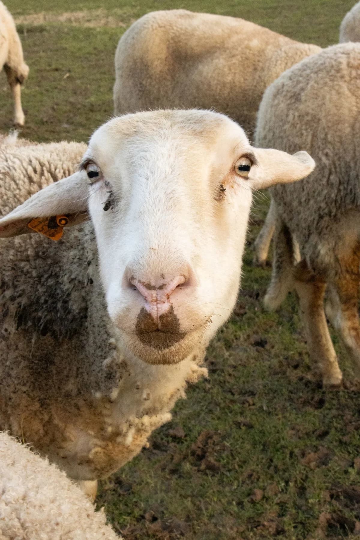 Hortense, blanc female mixed breed for adoption at Les Petits Vieux ASBL