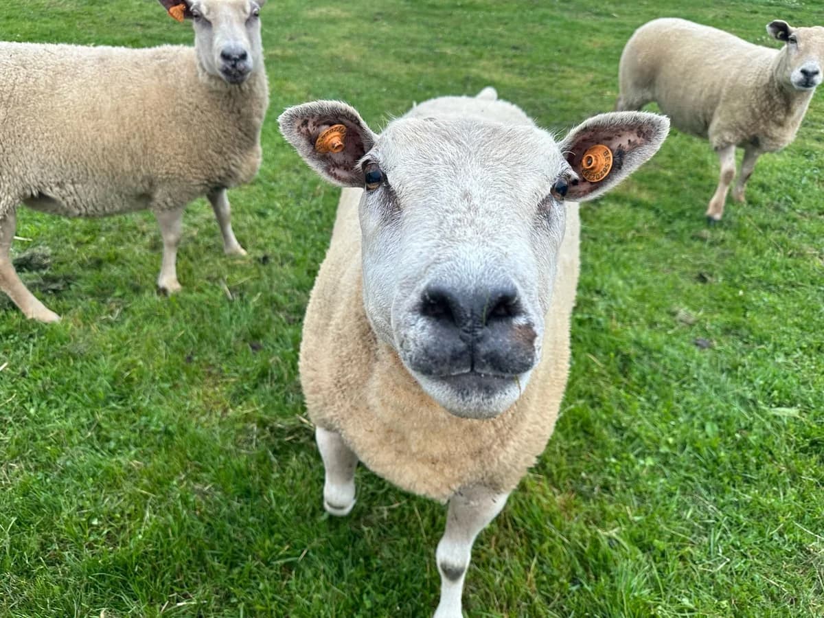 Igloo, blanc male mixed breed for adoption at Les Petits Vieux ASBL