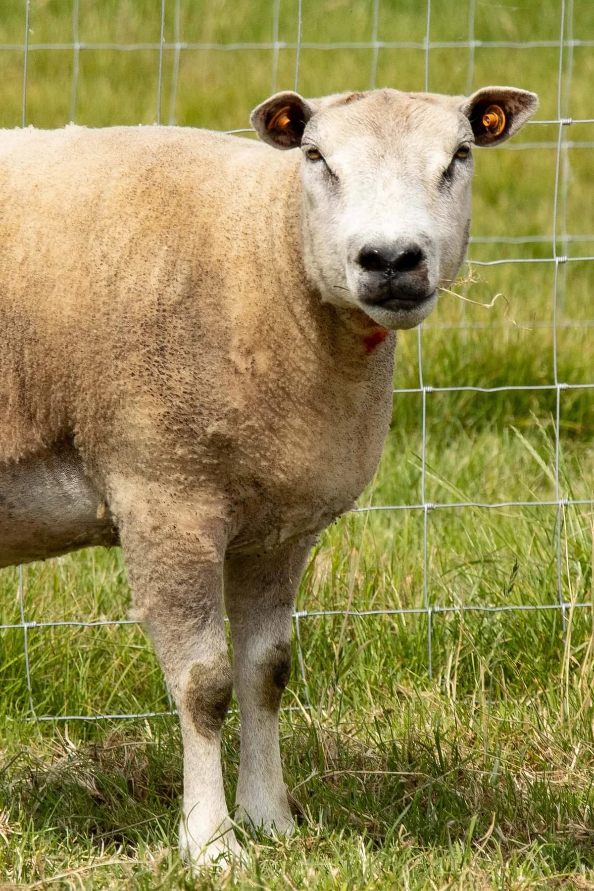 Igloo, blanc male mixed breed for adoption at Les Petits Vieux ASBL — photo 2 of 5