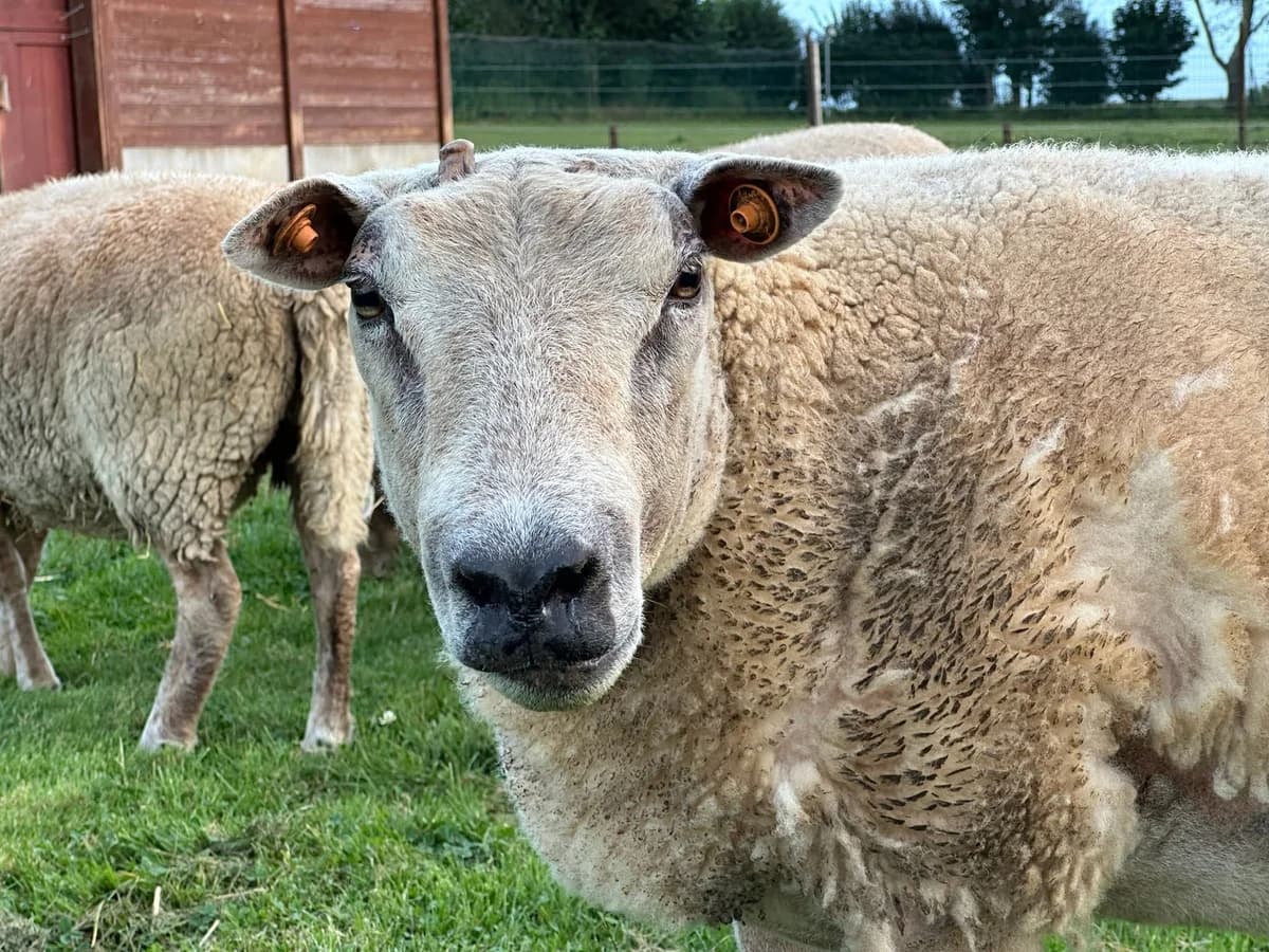 Igloo, blanc male mixed breed for adoption at Les Petits Vieux ASBL — photo 3 of 5