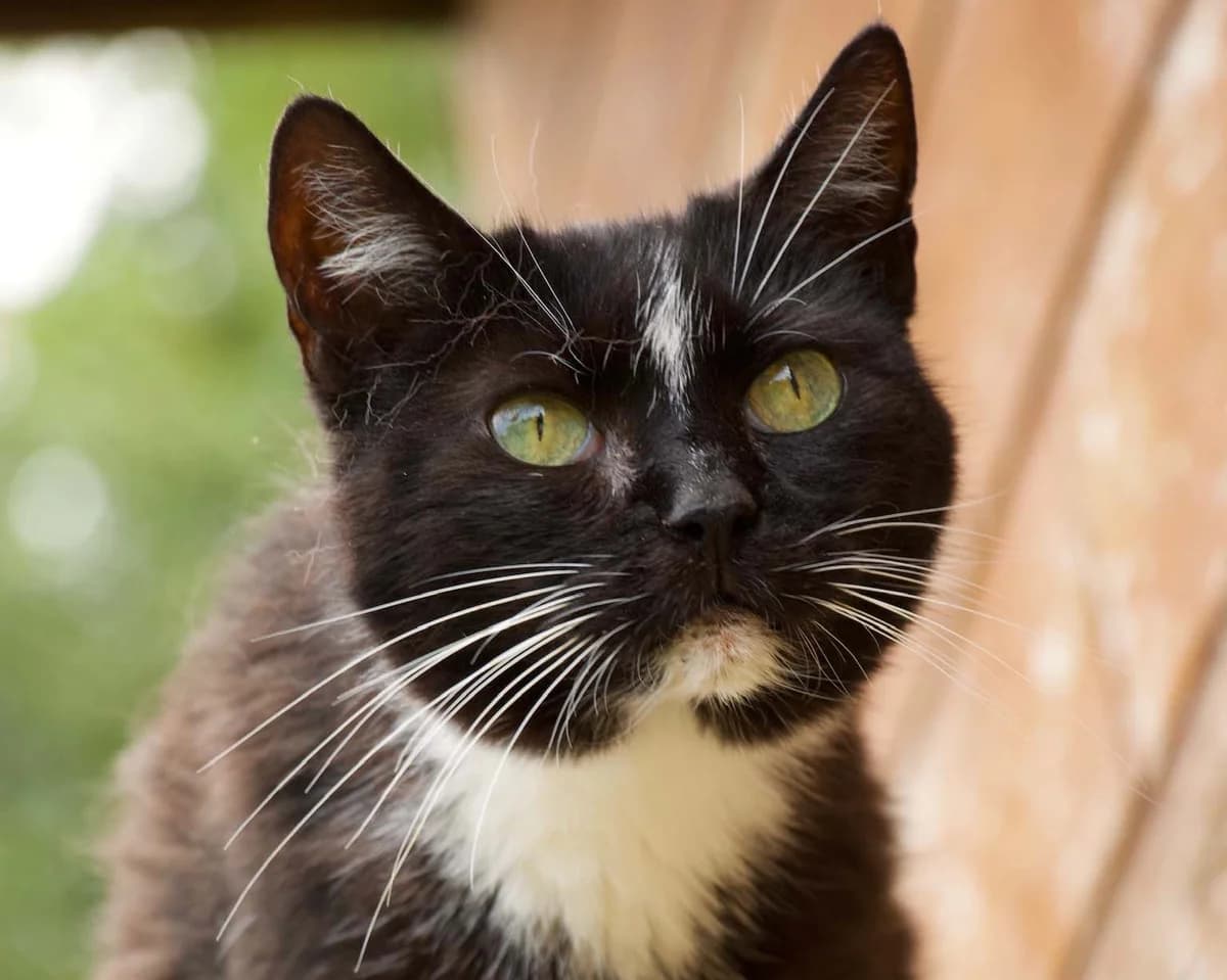 India, noir et blanc female senior European Shorthair for adoption at Les Petits Vieux ASBL, Chièvres