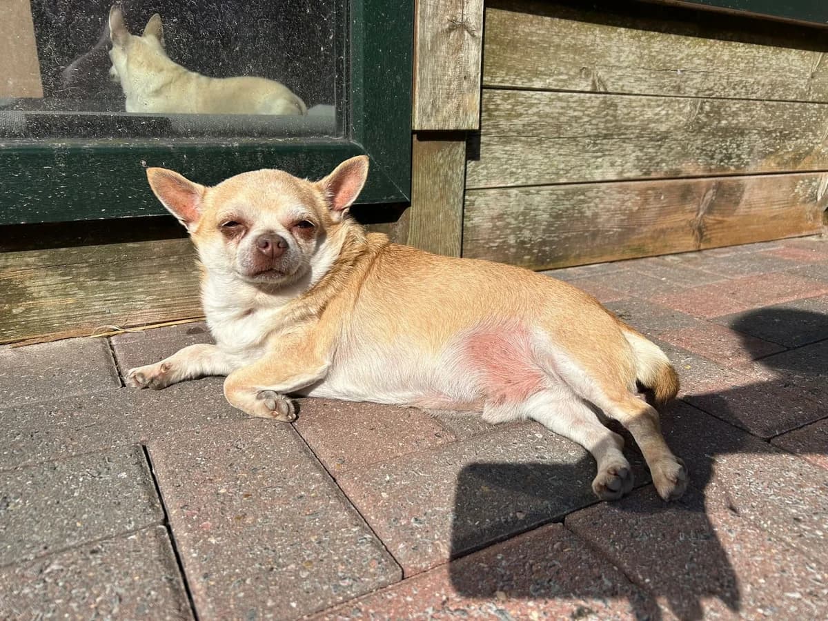 Inzo, beige male senior Chihuahua for adoption at Les Petits Vieux ASBL, Chièvres