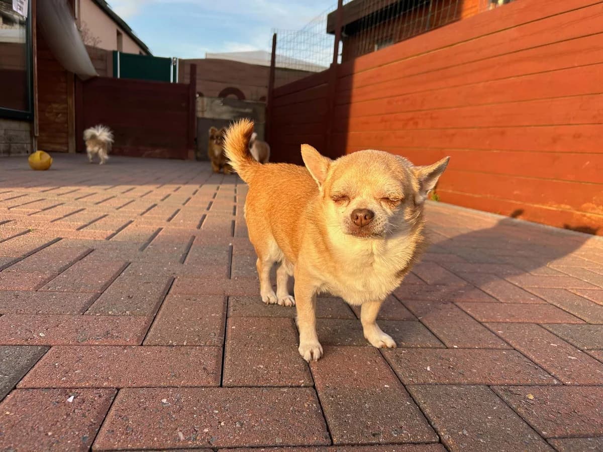 Inzo, beige male Chihuahua for adoption at Les Petits Vieux ASBL, Chièvres — photo 2 of 6