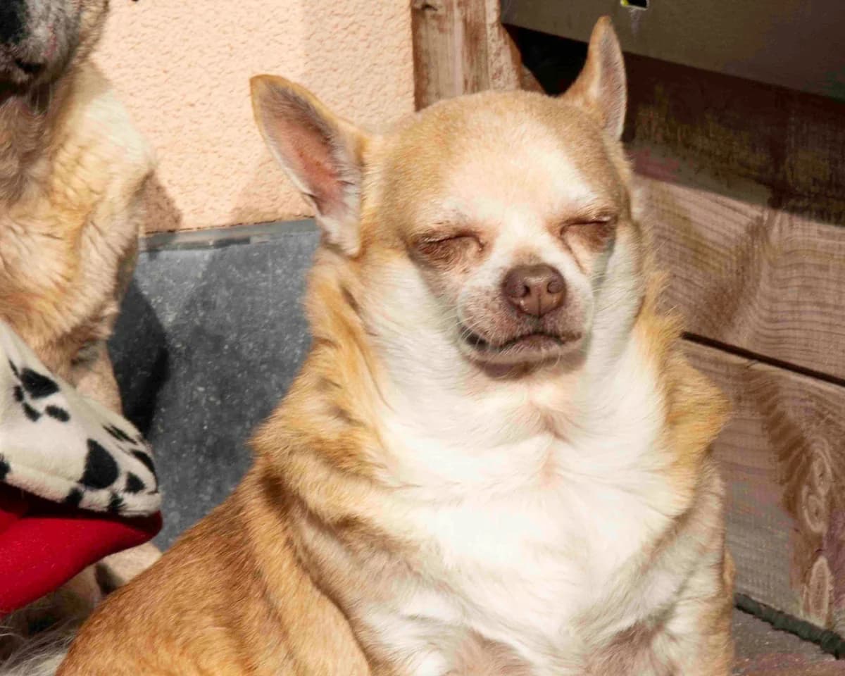 Inzo, beige male Chihuahua for adoption at Les Petits Vieux ASBL, Chièvres — photo 3 of 6