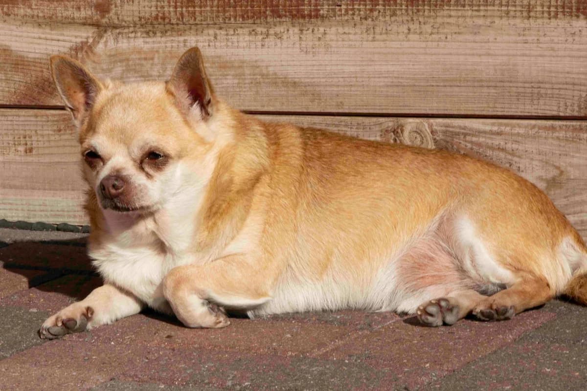 Inzo, beige male Chihuahua for adoption at Les Petits Vieux ASBL, Chièvres — photo 4 of 6