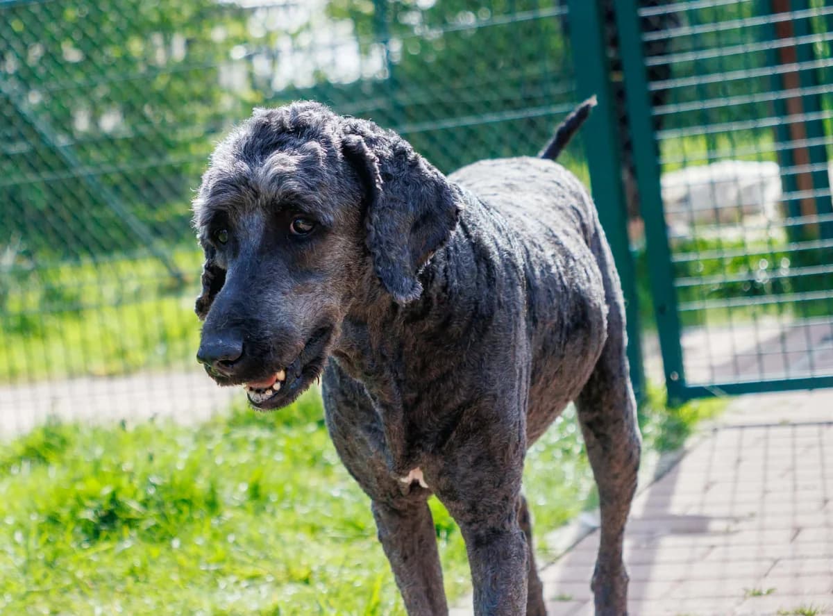 Jackson, noir male 6yo Poodle for adoption at Les Petits Vieux ASBL, Chièvres