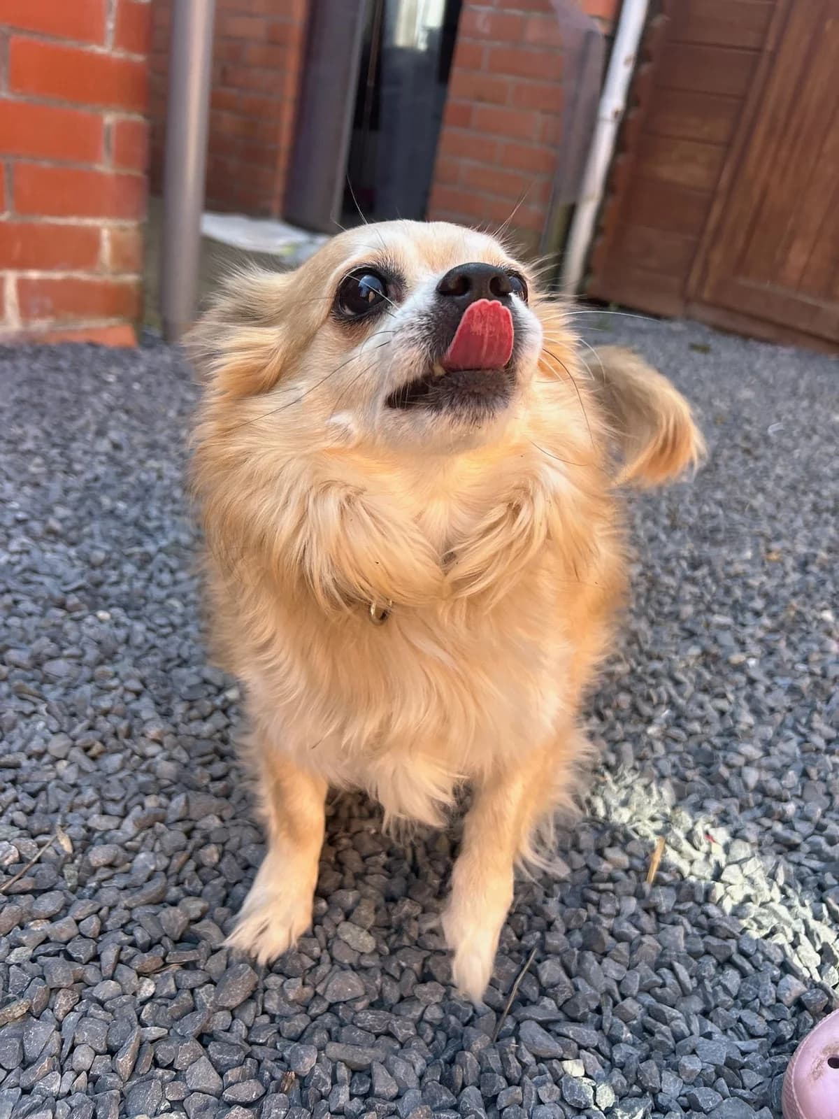Jimmy, Beige male senior Chihuahua for adoption at Les Petits Vieux ASBL, Chièvres