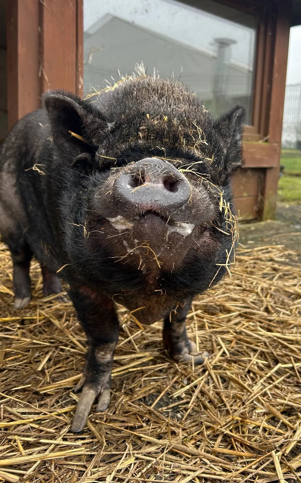 Justin, noir male mixed breed for adoption at Les Petits Vieux ASBL