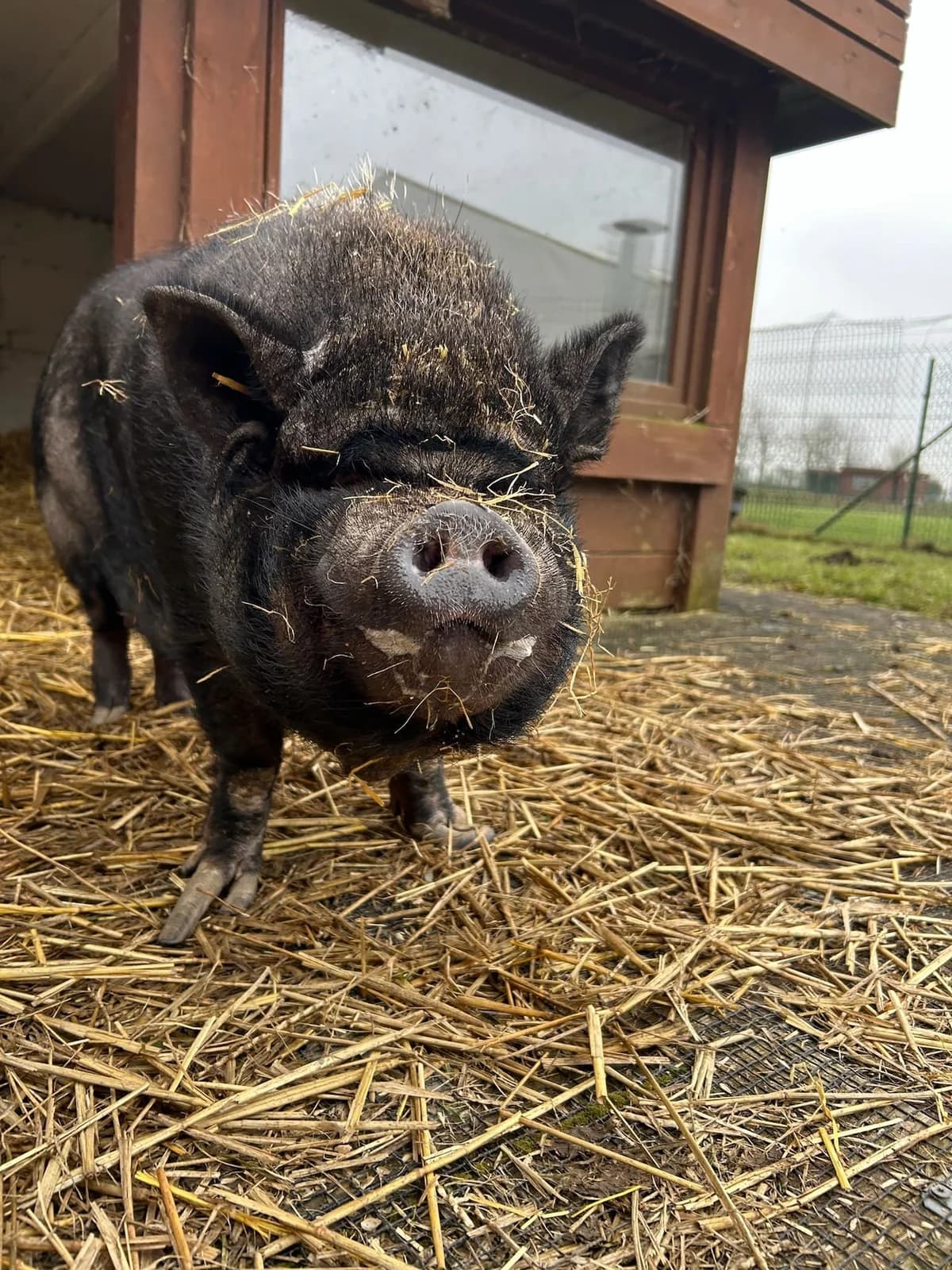 Justin, noir male mixed breed for adoption at Les Petits Vieux ASBL — photo 2 of 4