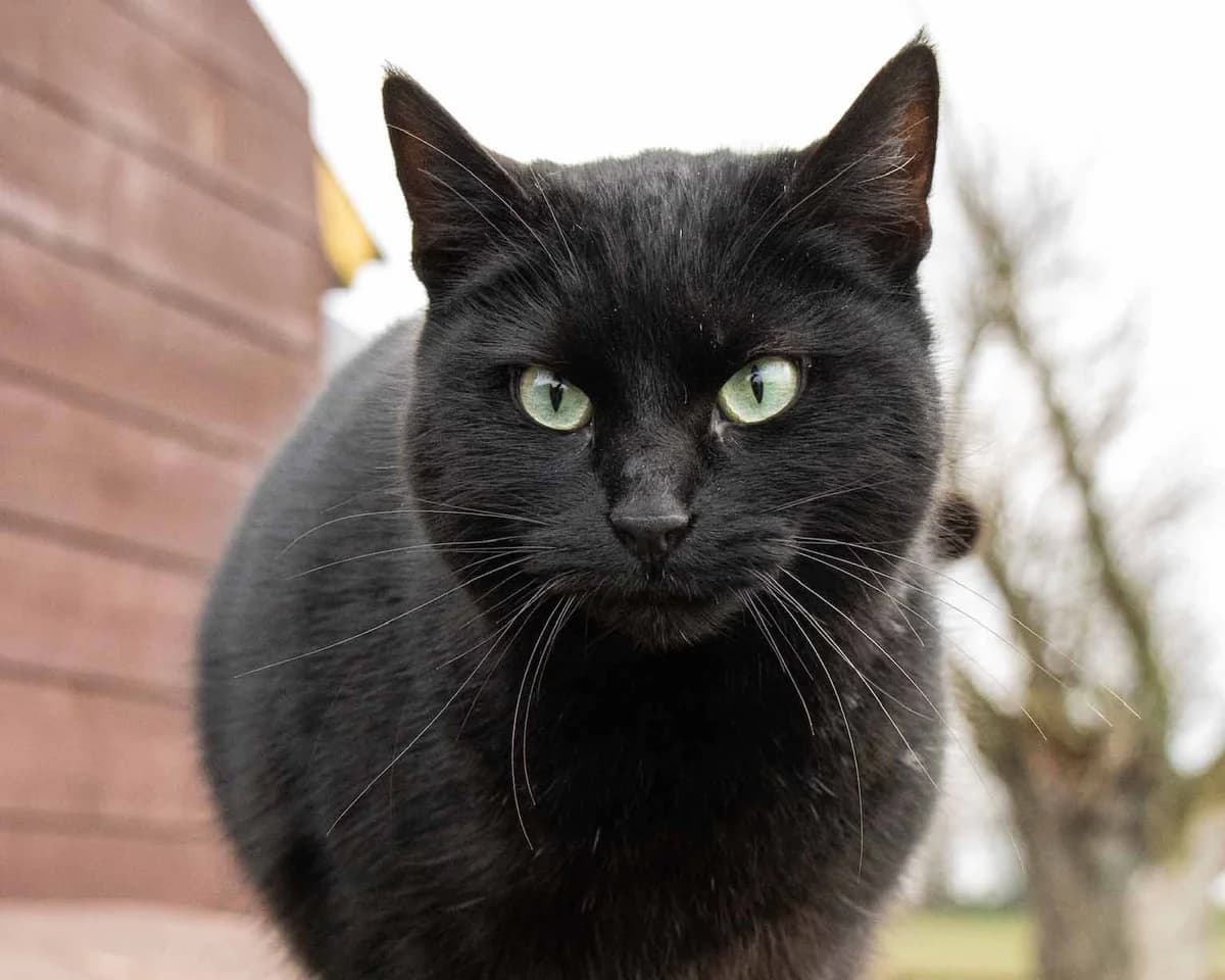 Kiara, noir female 3yo European Shorthair for adoption at Les Petits Vieux ASBL, Chièvres