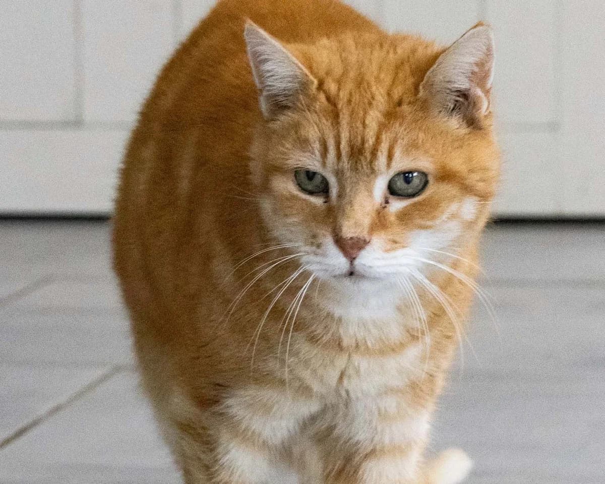 Kiwi, roux male senior European Shorthair for adoption at Les Petits Vieux ASBL, Chièvres